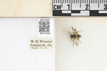 Media type: image;   Entomology 771332 Aspect: Labels